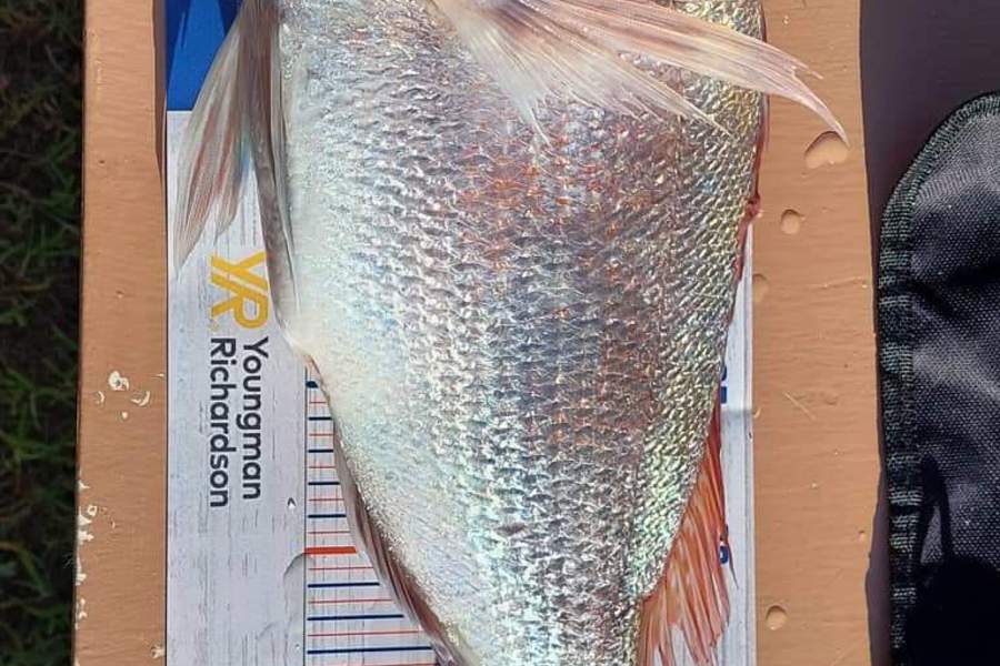 Tekaea Doolan caught this 44.0cm Snapper at Waitangi  during The Hirepool Baitmates Fishing Comp