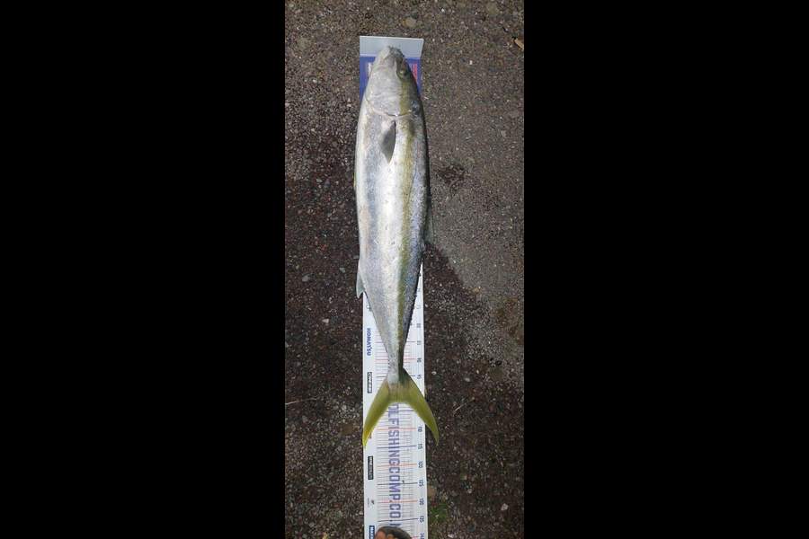 Tekaea Doolan caught this 102.0cm Kingfish at Waitangi  during The Hirepool Baitmates Fishing Comp