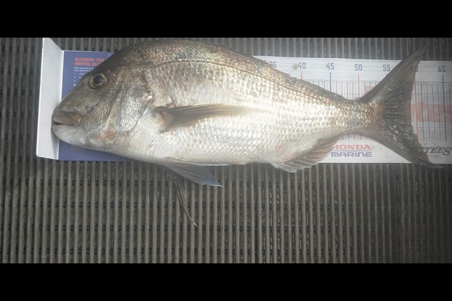 Harold Webber caught this 59.0cm Snapper at Motiti island during The Hirepool Baitmates Fishing Comp