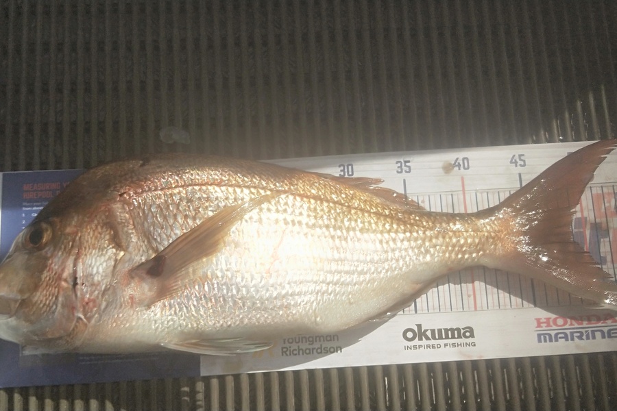 Harold Webber caught this 48.5cm Snapper at Tauranga harbour during The Hirepool Baitmates Fishing Comp