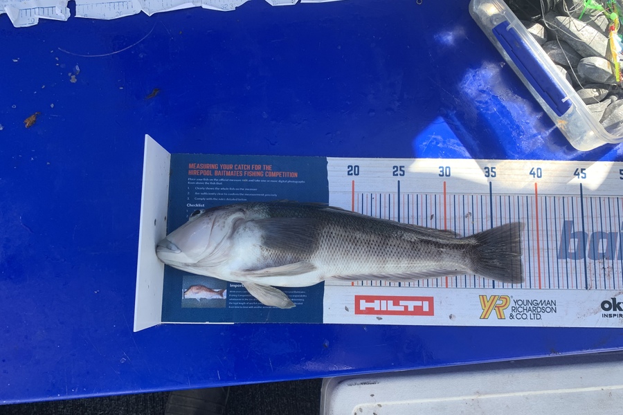 Ollie Meek caught this 38.0cm Blue Cod at Nelson during The Hirepool Baitmates Fishing Comp