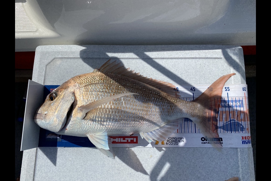 Ian Pedersen caught this 51.0cm Snapper at COROMANDEL  during The Hirepool Baitmates Fishing Comp