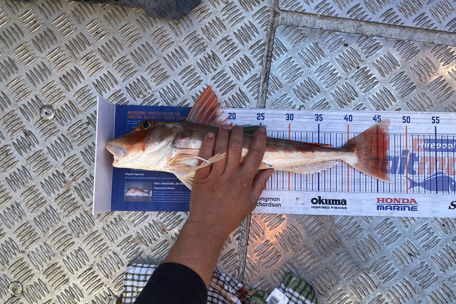 Brian Lewis caught this 46.5cm Gurnard at Nelson bays during The Hirepool Baitmates Fishing Comp