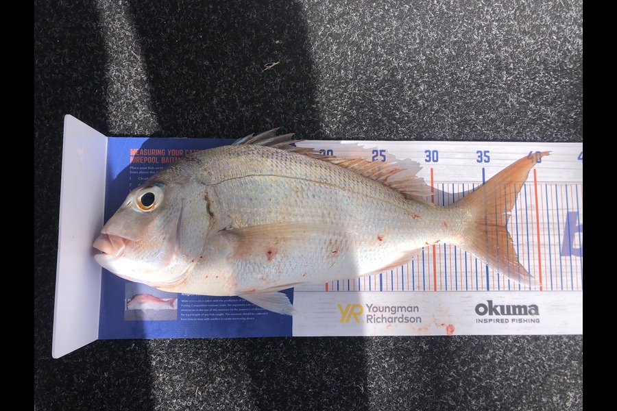 Graeme Birkhead caught this 37.0cm Snapper at Omaha during The Hirepool Baitmates Fishing Comp