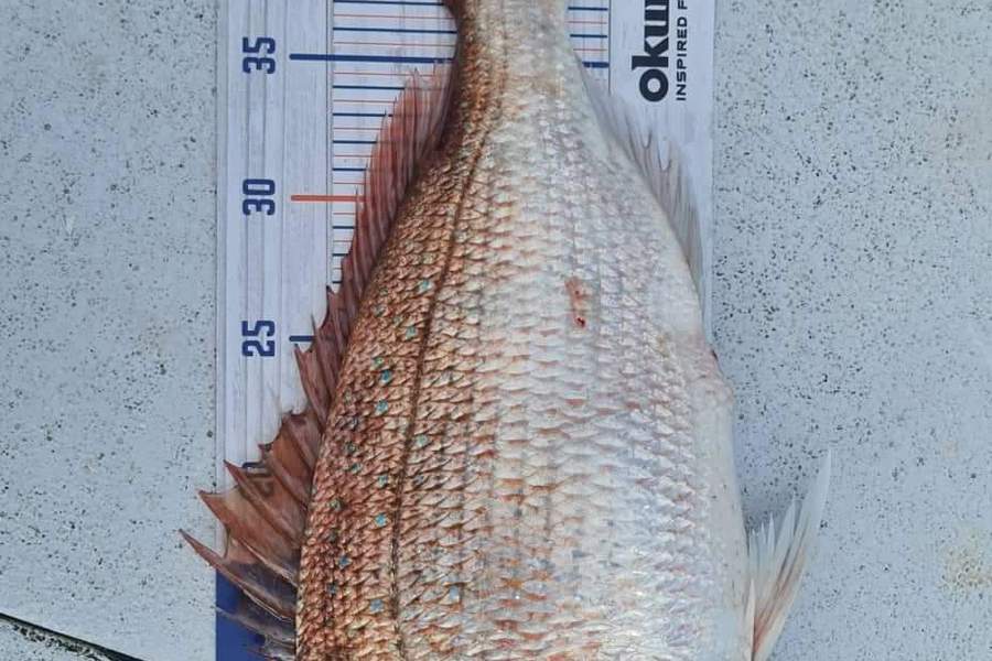 Michelle Feldtman caught this 43.5cm Snapper at Paihia during The Hirepool Baitmates Fishing Comp