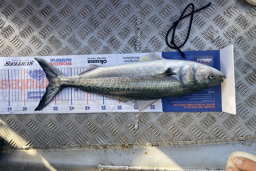 James Farley caught this 52.0cm Kahawai at Kaimaumau  during The Hirepool Baitmates Fishing Comp