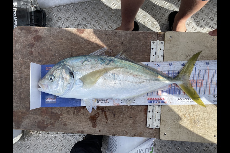 James Farley caught this 62.0cm Trevally at Kaimaumau  during The Hirepool Baitmates Fishing Comp