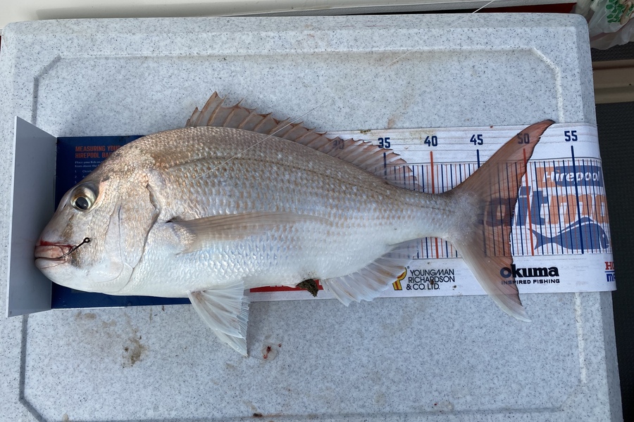 Ian Pedersen caught this 48.0cm Snapper at coromandel  during The Hirepool Baitmates Fishing Comp