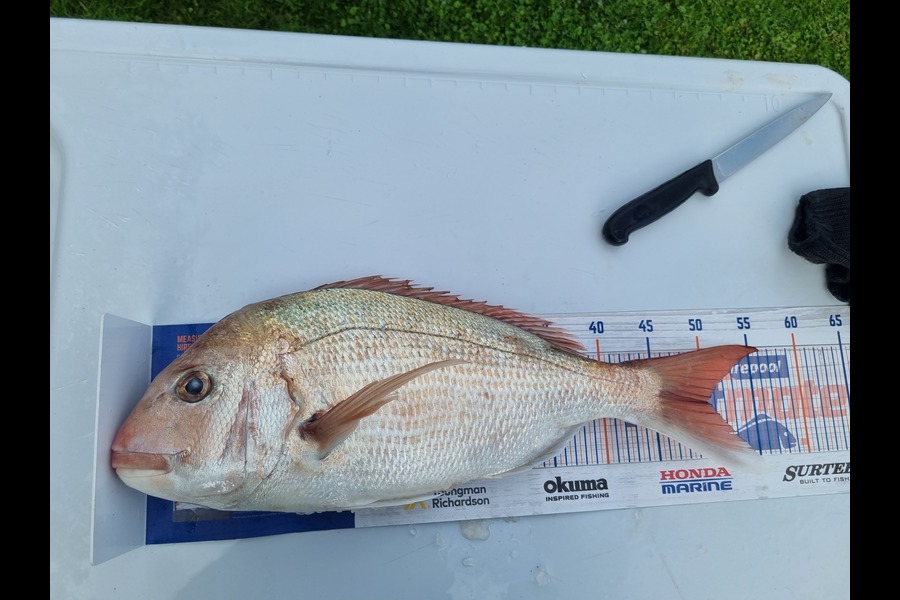 Tim Spiller caught this 50.0cm Snapper at Otaki during The Hirepool Baitmates Fishing Comp