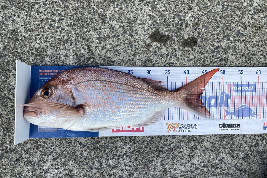 Neels Erasmus caught this 43.5cm Snapper at Shearers during The Hirepool Baitmates Fishing Comp