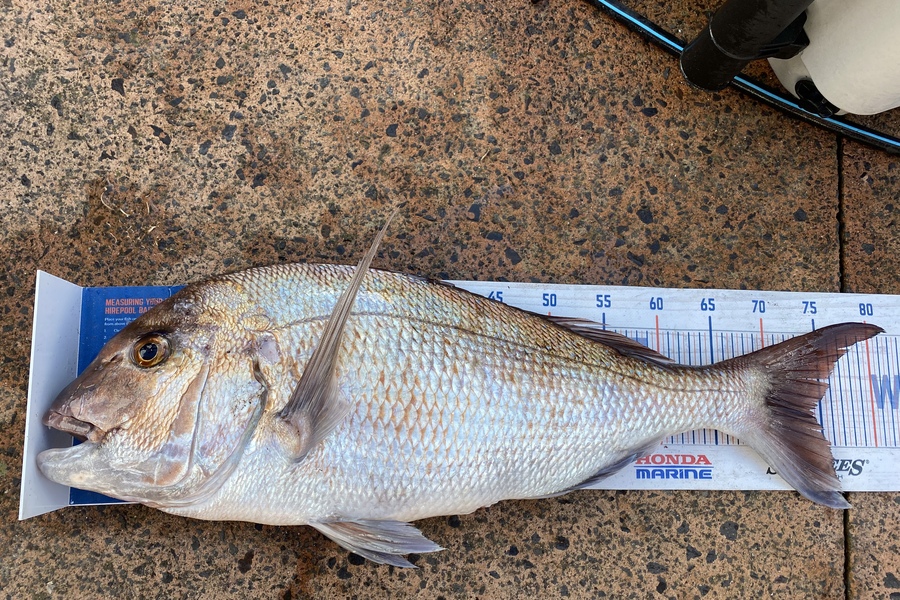 Blake Baird caught this 74.5cm Snapper at Pauanui during The Hirepool Baitmates Fishing Comp