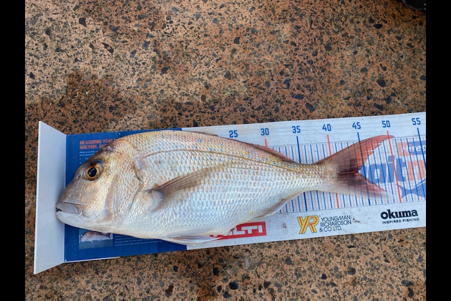 Shawn Beer caught this 44.0cm Snapper at Pauanui during The Hirepool Baitmates Fishing Comp