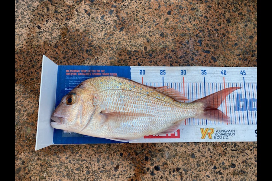 Mikayla Baird caught this 37.5cm Snapper at pauanui  during The Hirepool Baitmates Fishing Comp