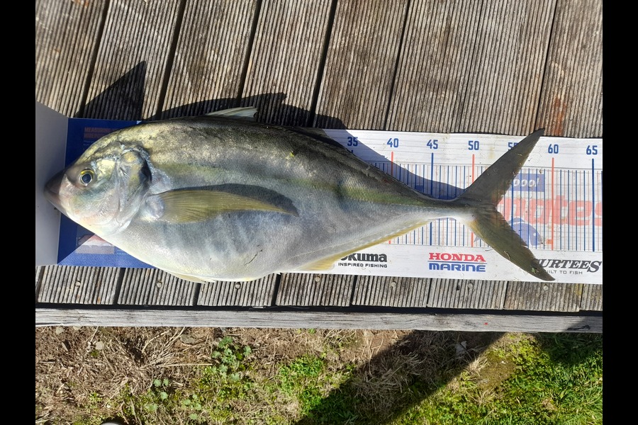 Tim Hagan caught this 52.5cm Trevally at titahi bay during The Hirepool Baitmates Fishing Comp