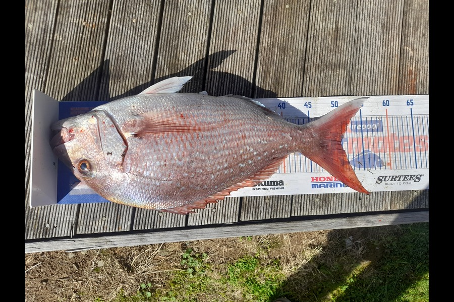 Tim Hagan caught this 50.5cm Snapper at titahi bay during The Hirepool Baitmates Fishing Comp