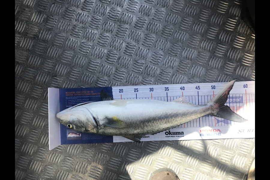 Finlay  Main caught this 53.0cm Kahawai at Wellington harbour  during The Hirepool Baitmates Fishing Comp