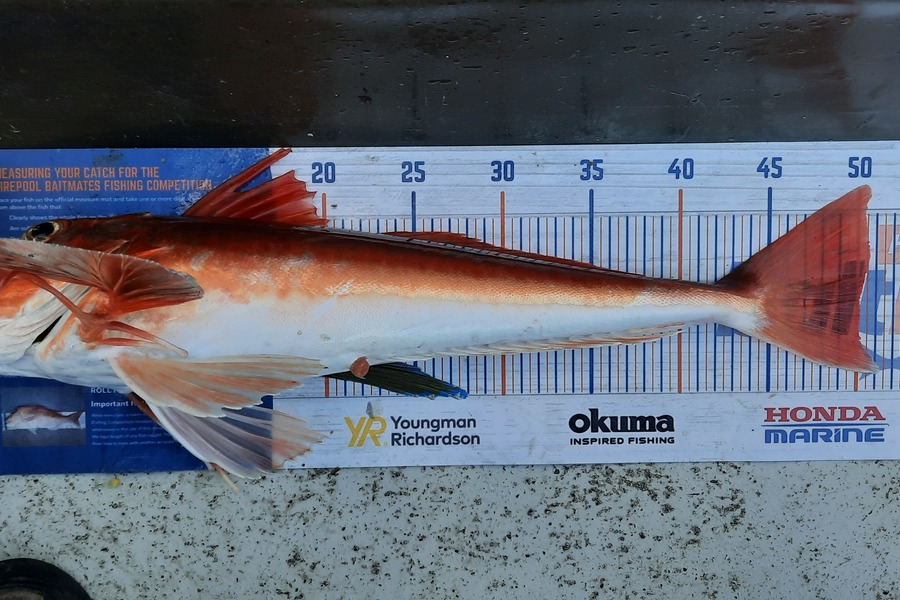 Jason Stewart caught this 50.0cm Gurnard at Wellington harbour during The Hirepool Baitmates Fishing Comp