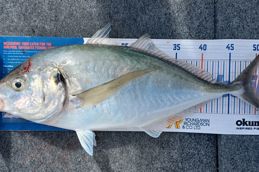 Dennis McLeod caught this 49.0cm Trevally at Whitianga during The Hirepool Baitmates Fishing Comp