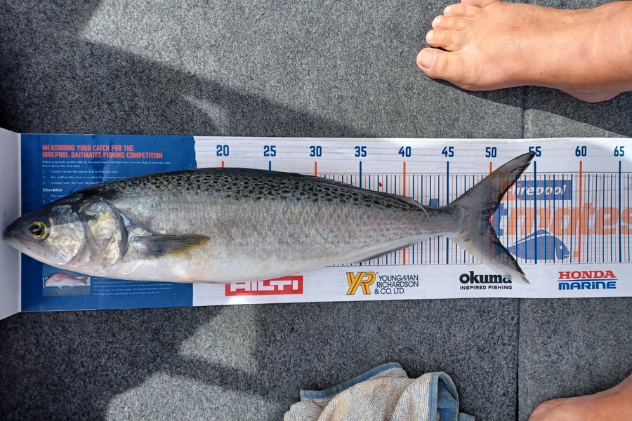 Dennis McLeod caught this 50.0cm Kahawai at Whitianga during The Hirepool Baitmates Fishing Comp