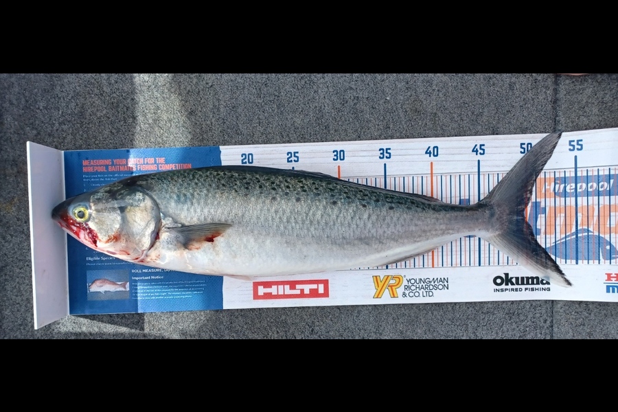Karen Moffatt-McLeod caught this 49.5cm Kahawai at Whitianga during The Hirepool Baitmates Fishing Comp