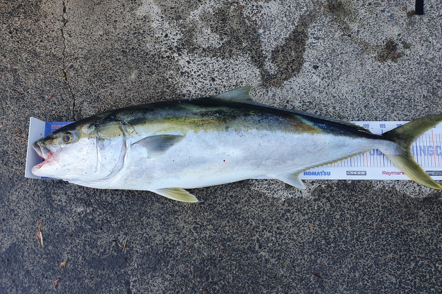 Samuel Singh caught this 112.5cm Kingfish at Waiheke during The Hirepool Baitmates Fishing Comp