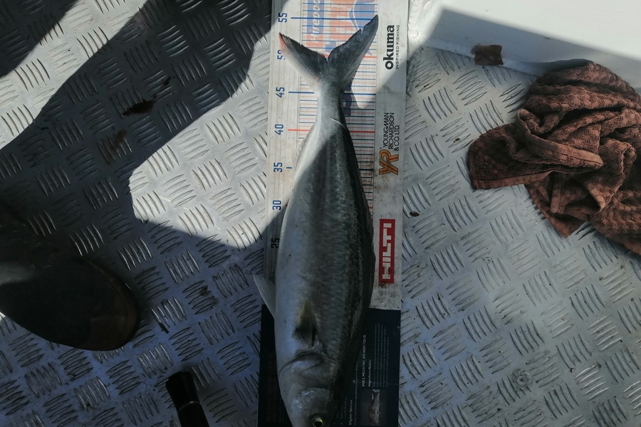 Riki Archer caught this 49.0cm Kahawai at Tauranga during The Hirepool Baitmates Fishing Comp