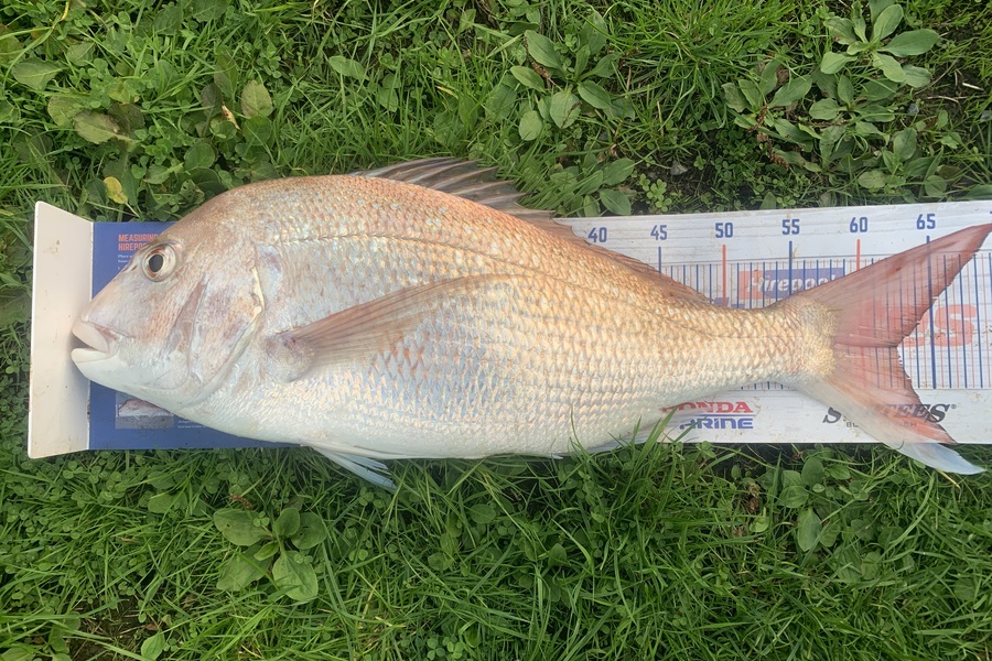 Josh Bolton caught this 62.5cm Snapper at Wellington during The Hirepool Baitmates Fishing Comp