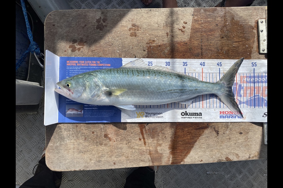 Louise Farley caught this 48.5cm Kahawai at Kaimaumau  during The Hirepool Baitmates Fishing Comp