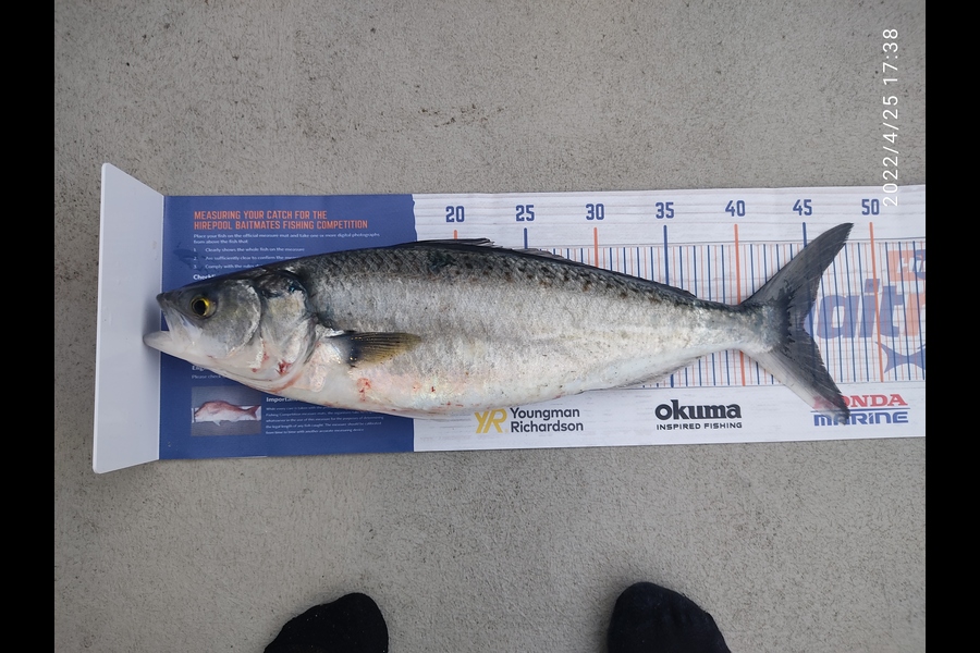 Zhoel Truman caught this 44.5cm Kahawai at Oriental bay, Wellington. during The Hirepool Baitmates Fishing Comp