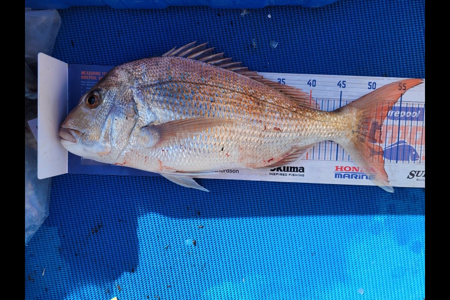 Alix Penewiripo caught this 52.0cm Snapper at Coromandel during The Hirepool Baitmates Fishing Comp