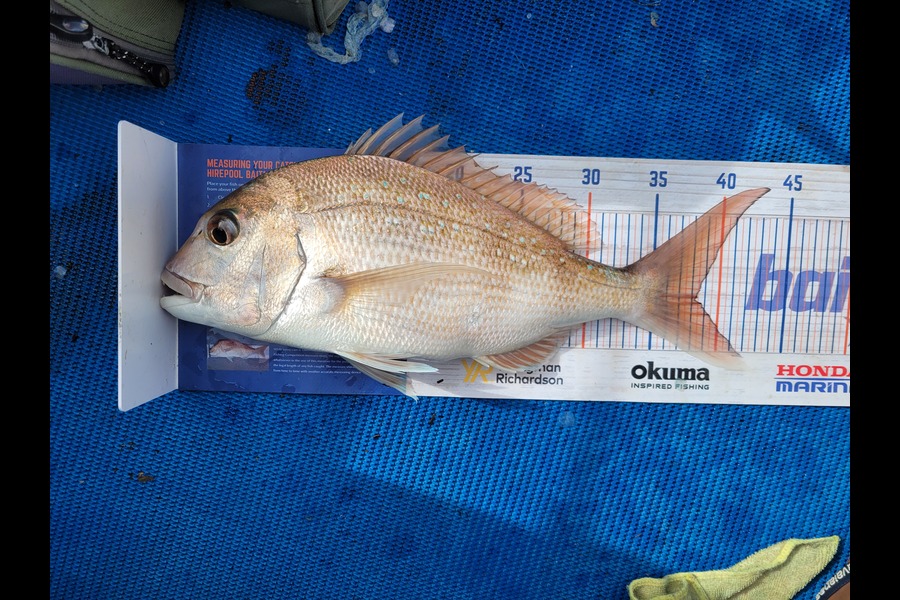 Alix Penewiripo caught this 38.0cm Snapper at Coromandel during The Hirepool Baitmates Fishing Comp
