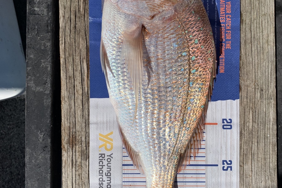 Shannon Millar caught this 32.5cm Snapper at Coromandel  during The Hirepool Baitmates Fishing Comp