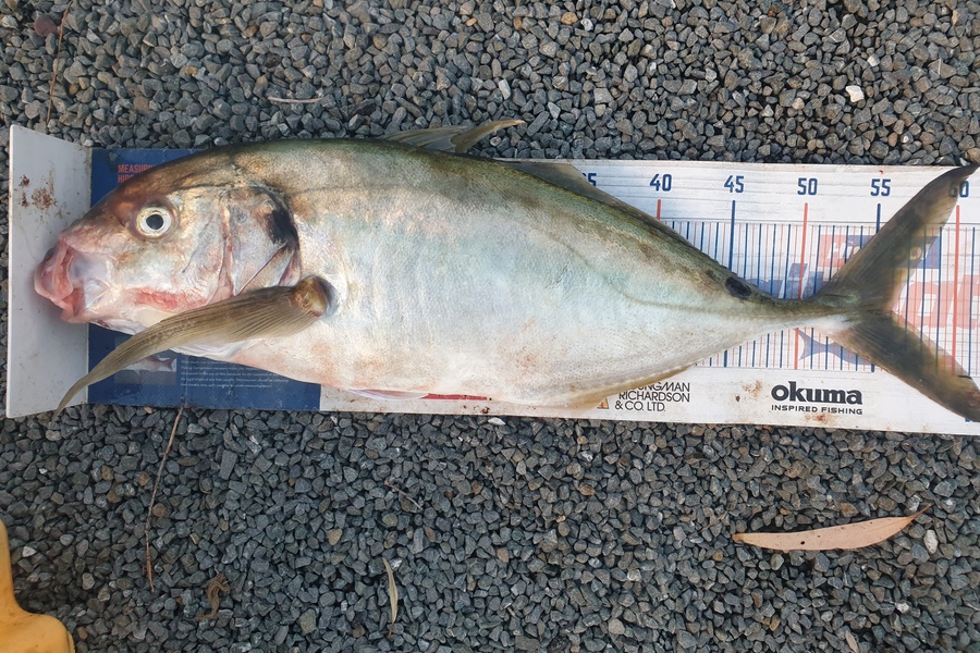 Rodney Niven caught this 56.0cm Trevally at Mana during The Hirepool Baitmates Fishing Comp