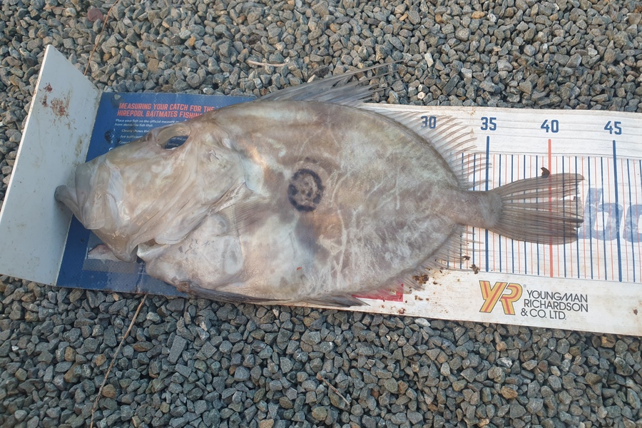 Rodney Niven caught this 42.0cm John Dory at Mana during The Hirepool Baitmates Fishing Comp