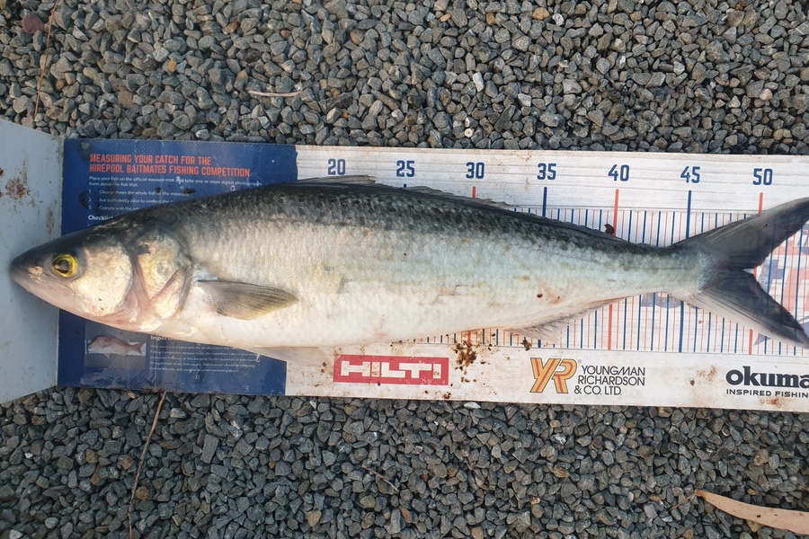Rodney Niven caught this 49.0cm Kahawai at Mana during The Hirepool Baitmates Fishing Comp