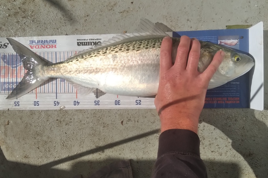 Sam earle caught this 52.0cm Kahawai at Manukau harbour  during The Hirepool Baitmates Fishing Comp