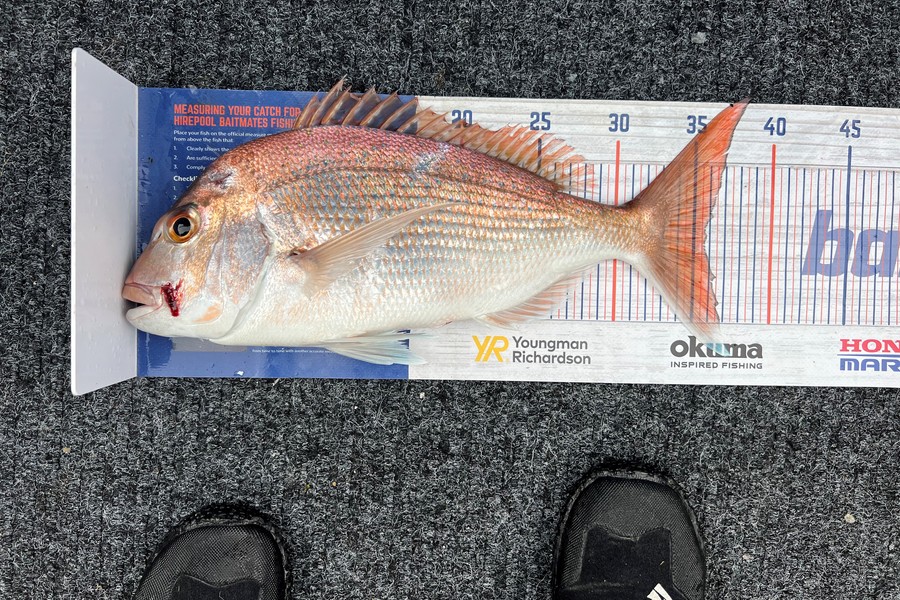 Leanne Murray caught this 35.5cm Snapper at Coromandel during The Hirepool Baitmates Fishing Comp
