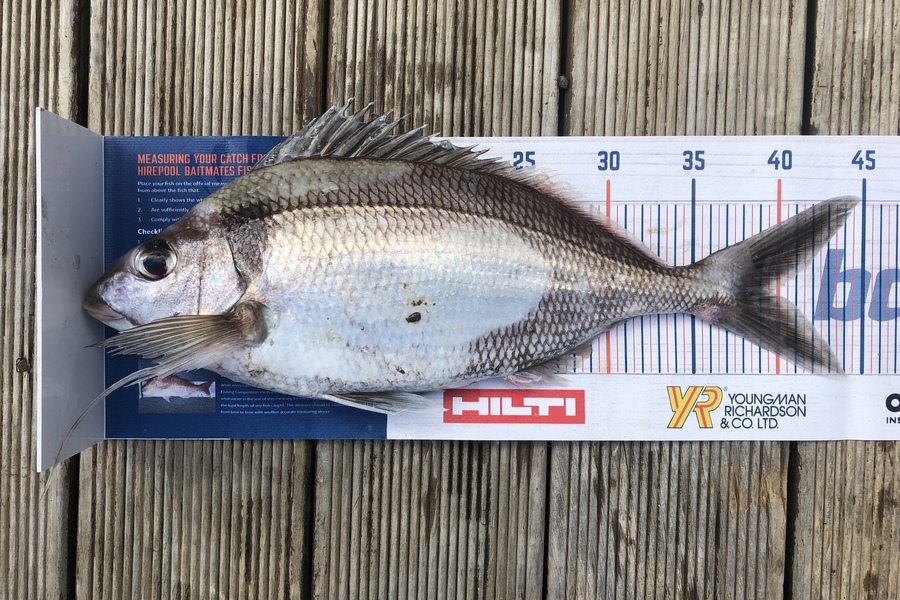 Andrew Froome caught this 39.5cm Tarakihi at Port Taranaki  during The Hirepool Baitmates Fishing Comp