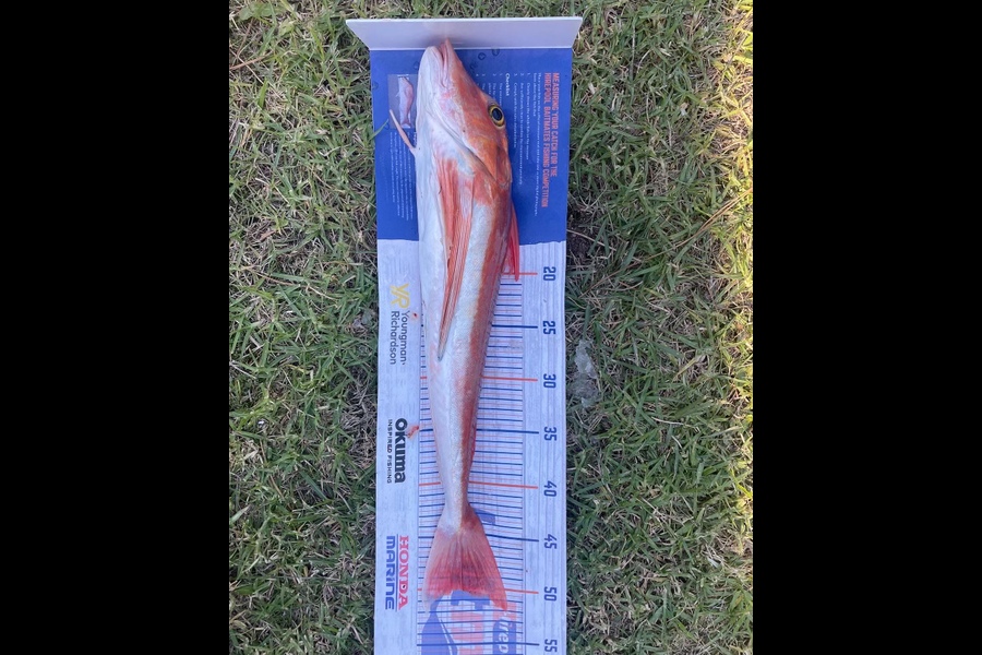 Hayden  Lamb caught this 50.0cm Gurnard at Mahia  during The Hirepool Baitmates Fishing Comp