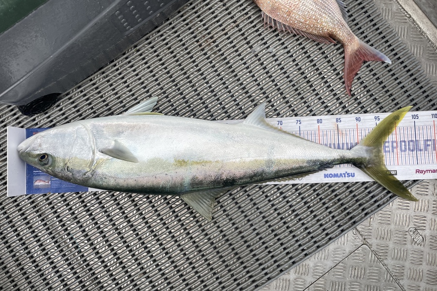 Hayden  Lamb caught this 96.0cm Kingfish at Mahia  during The Hirepool Baitmates Fishing Comp