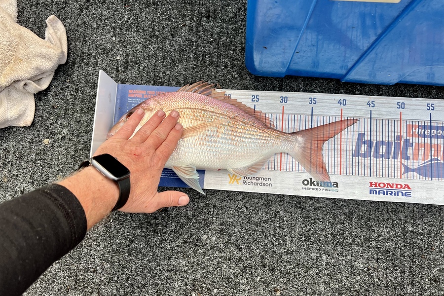 Tony Watson caught this 37.0cm Snapper at Coromandel  during The Hirepool Baitmates Fishing Comp