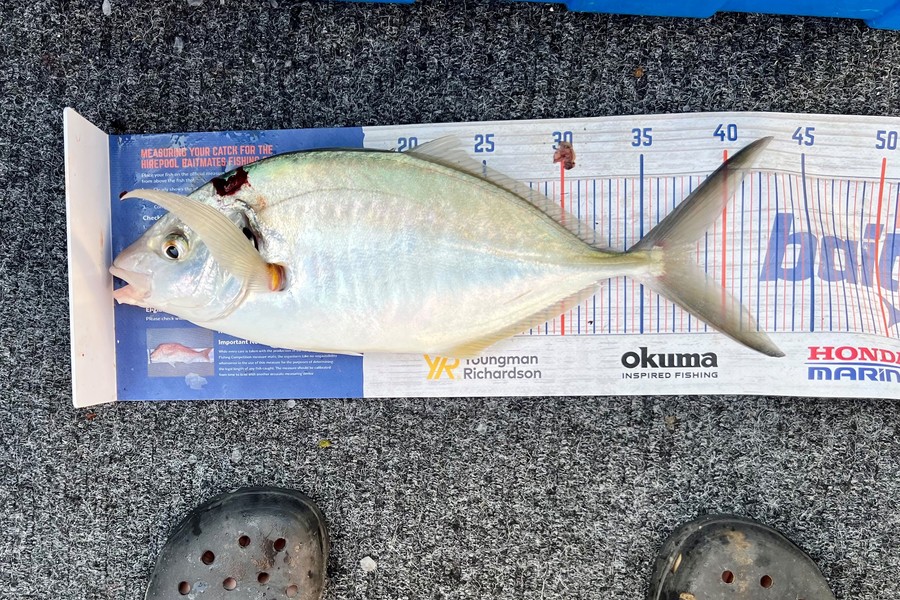 Warren Murray caught this 38.0cm Tarakihi at Coromandel during The Hirepool Baitmates Fishing Comp