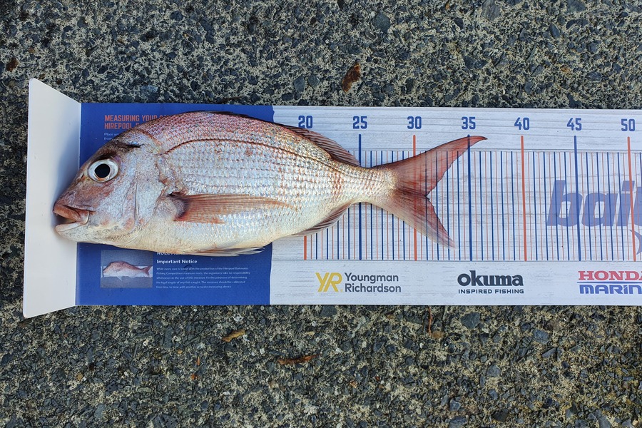 Misha Zdravkovic caught this 31.0cm Snapper at Rangitoto during The Hirepool Baitmates Fishing Comp