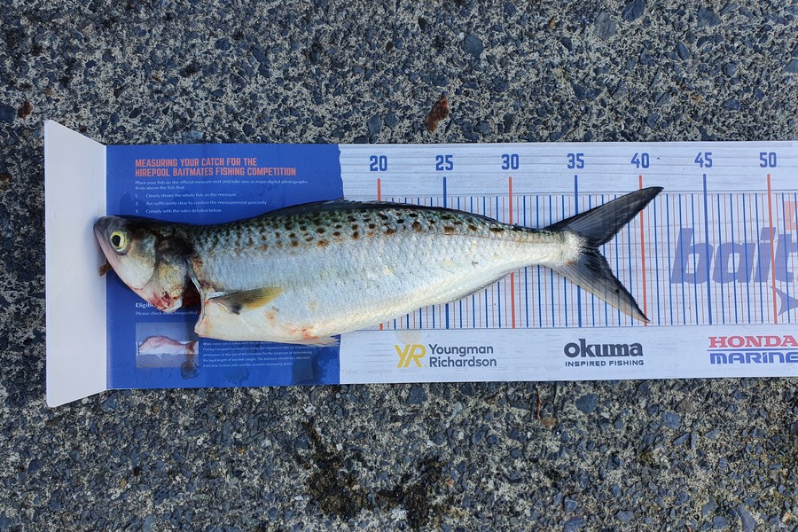 Misha Zdravkovic caught this 36.5cm Kahawai at Rangitoto during The Hirepool Baitmates Fishing Comp