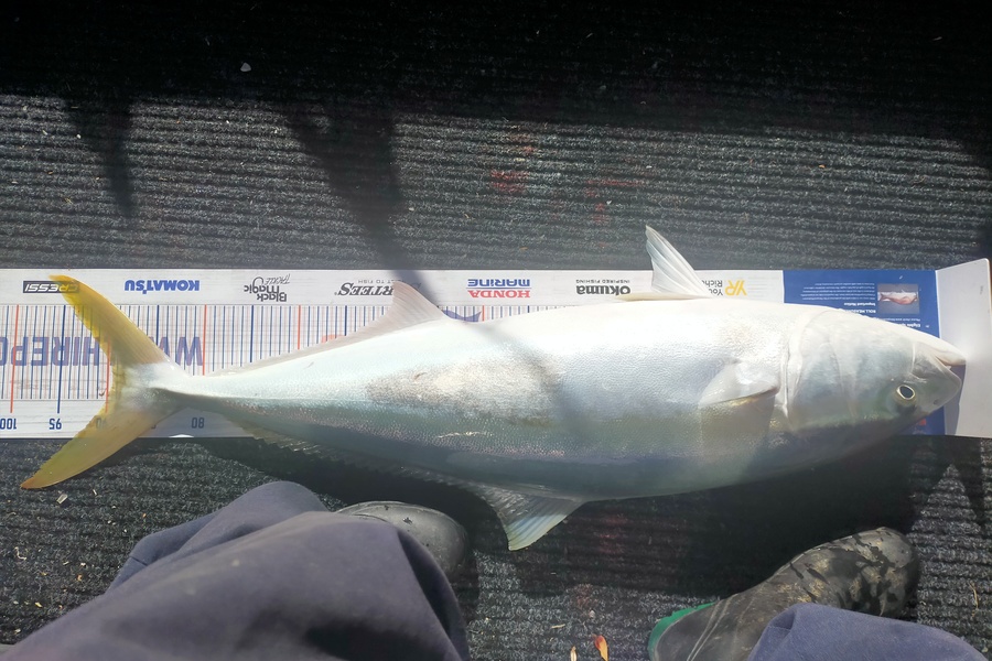 Wayne Farrow caught this 89.5cm Kingfish at Whakatane during The Hirepool Baitmates Fishing Comp