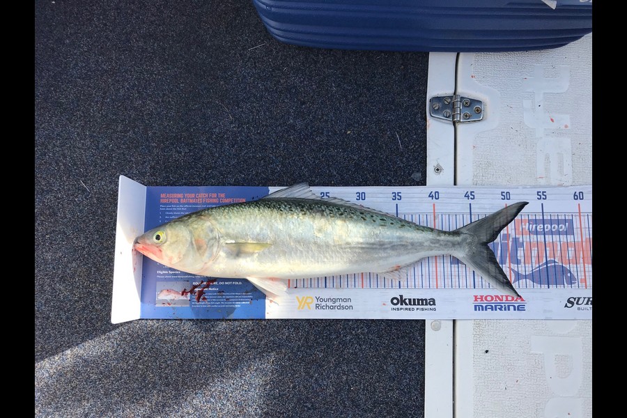 Darren Riley caught this 47.0cm Kahawai at Tauranga Harbor during The Hirepool Baitmates Fishing Comp