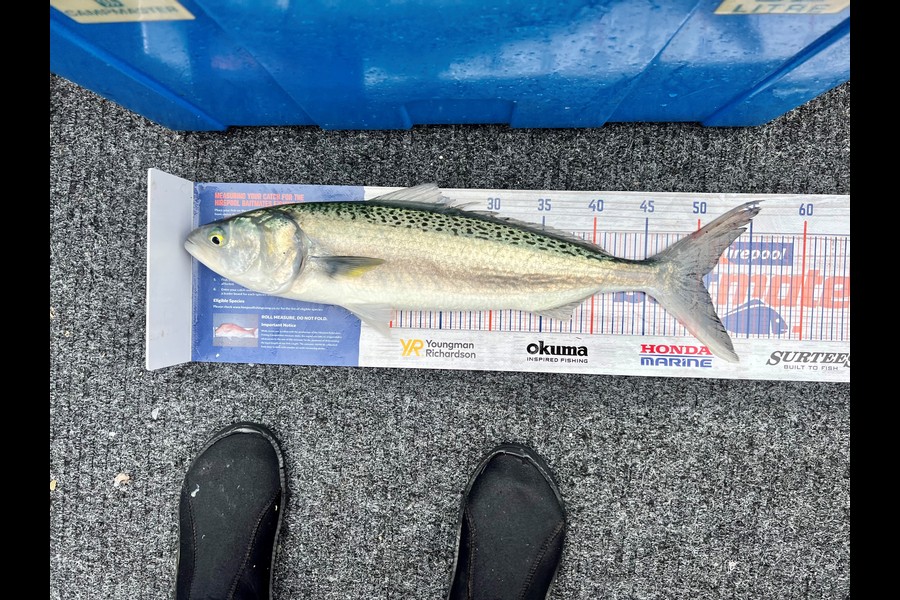 Janice Murray caught this 50.5cm Kahawai at Coromandel during The Hirepool Baitmates Fishing Comp