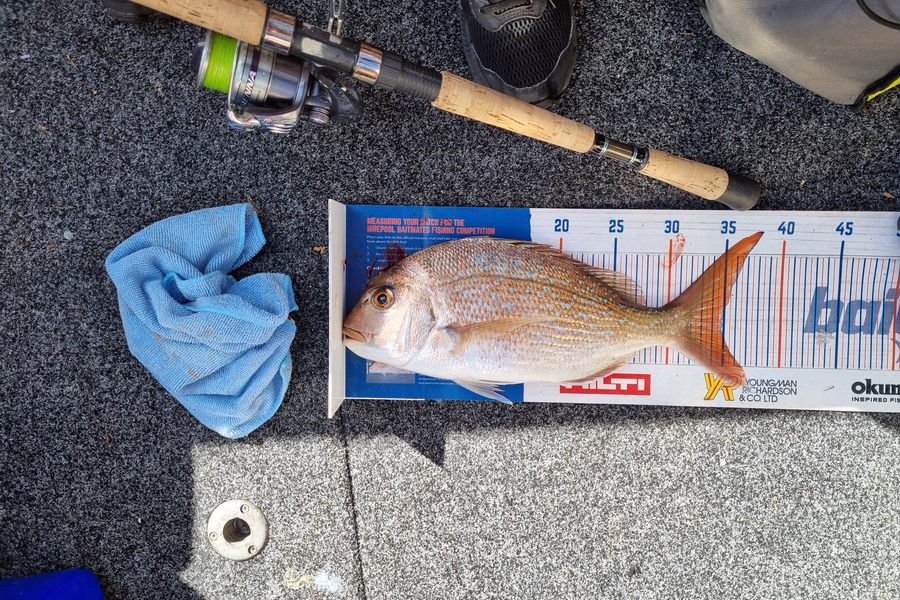 Ayla Gillespie caught this 35.0cm Snapper at French Pass during The Hirepool Baitmates Fishing Comp
