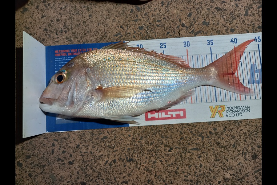 Phill Beer caught this 39.5cm Snapper at Pauanui during The Hirepool Baitmates Fishing Comp