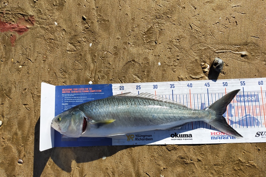 Len Clarke caught this 48.5cm Kahawai at Doubtless Bay during The Hirepool Baitmates Fishing Comp